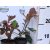 Tarkalevelű korallberkenye Photinia Louise P17