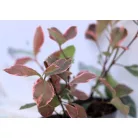 Tarkalevelű korallberkenye Photinia Louise P17