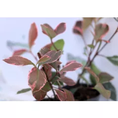 Tarkalevelű korallberkenye Photinia Louise P17