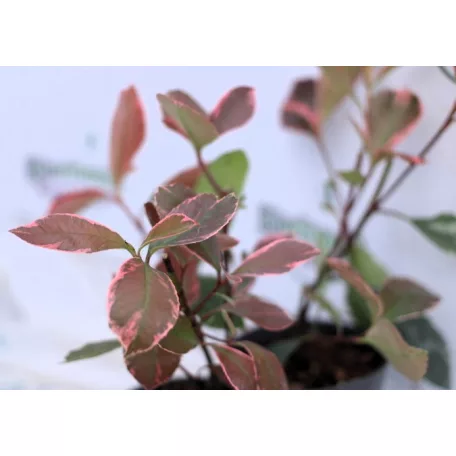Tarkalevelű korallberkenye Photinia Louise P17