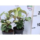 Széleslevelű ezüstfa Eleagnus P17