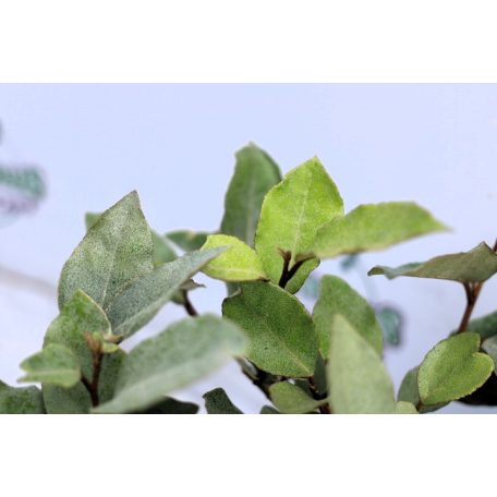 Széleslevelű ezüstfa Eleagnus P17
