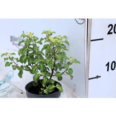 Kínai enyvesmag Pittosporum P17