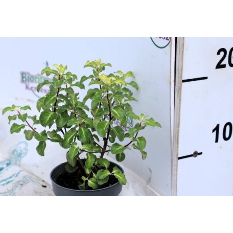 Kínai enyvesmag Pittosporum P17