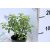 Kínai enyvesmag Pittosporum P17