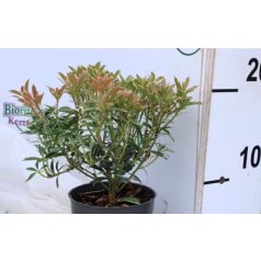 Babérhanga Pieris P17