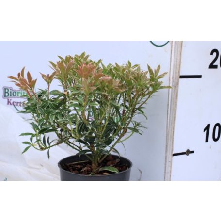 Babérhanga Pieris P17