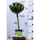 Havasi törpefenyő törzses Pinus mugo Carsten Wintergold P23