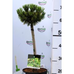   Havasi törpefenyő törzses Pinus mugo Carsten Wintergold P23