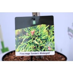   Havasi törpefenyő törzses Pinus mugo Carsten Wintergold P23