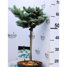 Törzses gömb ezüstfenyő Picea pungens Glauca Globosa P23