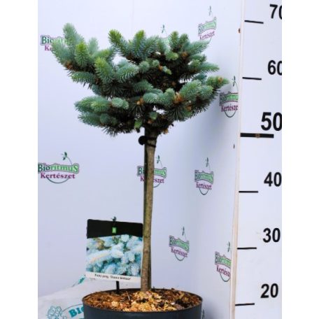 Törzses gömb ezüstfenyő Picea pungens Glauca Globosa P23