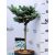 Törzses gömb ezüstfenyő Picea pungens Glauca Globosa P23