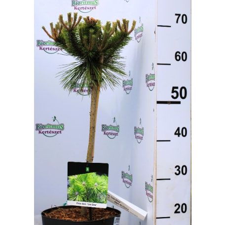 Törpe japán erdeifenyő Pinus densiflora Low Glow P23