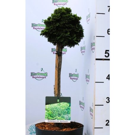 Chamaecyparis obtusa Nana Gracilis P23