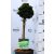 Chamaecyparis obtusa Nana Gracilis P23