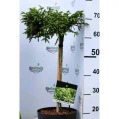 Törpe japánciprus Cryptomeria japonica Little Champion P23