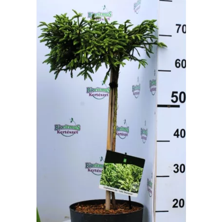 Törpe japánciprus Cryptomeria japonica Little Champion P23