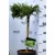 Törpe japánciprus Cryptomeria japonica Little Champion P23