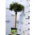 Törpe japánciprus Cryptomeria japonica Little Champion P23