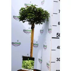 Törpe japánciprus Cryptomeria japonica Little Champion P23
