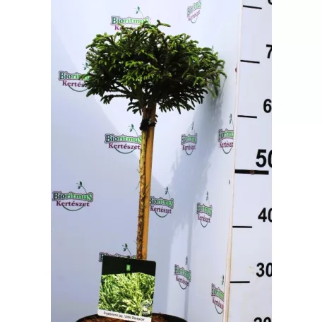 Törpe japánciprus Cryptomeria japonica Little Champion P23