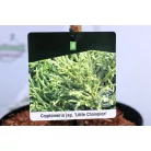 Törpe japánciprus Cryptomeria japonica Little Champion P23