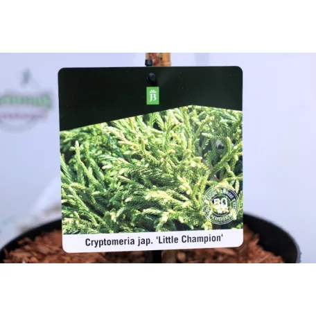 Törpe japánciprus Cryptomeria japonica Little Champion P23