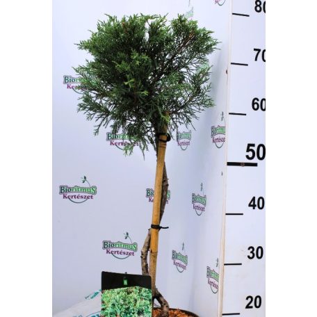 Virginiai boróka Juniperus virginia Hetz P23