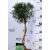 Virginiai boróka Juniperus virginia Hetz P23