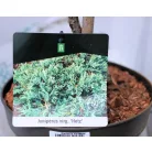 Virginiai boróka Juniperus virginia Hetz P23