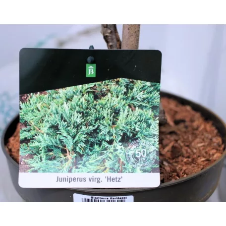 Virginiai boróka Juniperus virginia Hetz P23