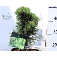   Törpe balkáni fenyő (Balkáni páncélfenyő) Pinus heldreichii Compact Gem P23