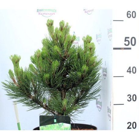 Törpe balkáni fenyő (Balkáni páncélfenyő) Pinus heldreichii Compact Gem P23