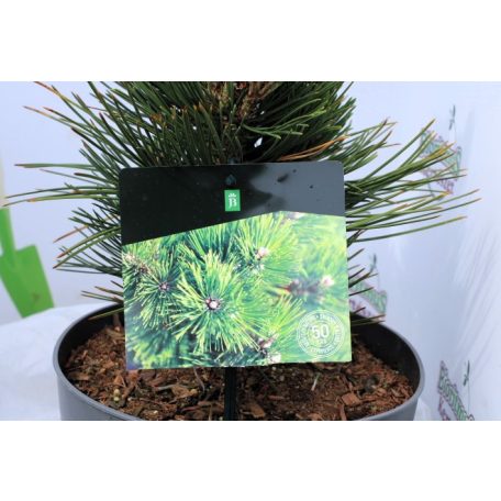 Törpe balkáni fenyő (Balkáni páncélfenyő) Pinus heldreichii Compact Gem P23