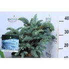 Picea pungens Karpaten P23