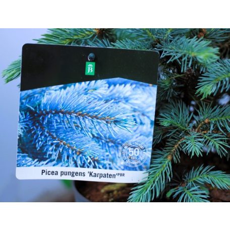 Picea pungens Karpaten P23