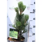Balkáni fenyő (Balkáni páncélfenyő) Pinus heldreichii Malinki P23