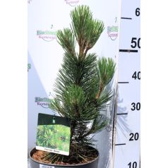   Balkáni fenyő (Balkáni páncélfenyő) Pinus heldreichii Malinki P23