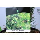 Balkáni fenyő (Balkáni páncélfenyő) Pinus heldreichii Malinki P23