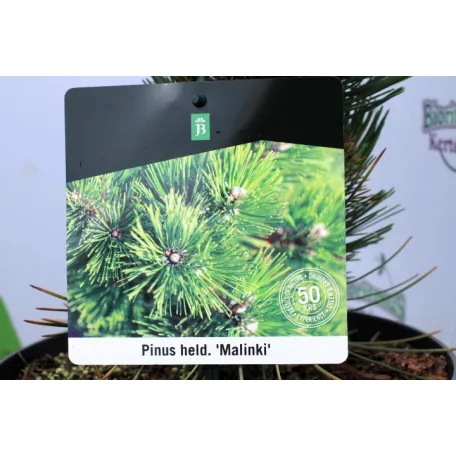 Balkáni fenyő (Balkáni páncélfenyő) Pinus heldreichii Malinki P23