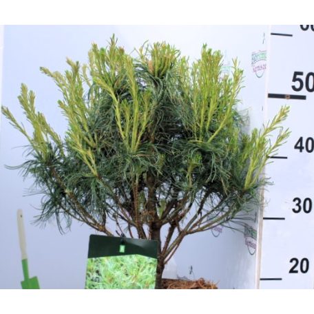 Törpe amerikai selyemfenyő Pinus strobus Tiny Kurls P23