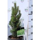 Fekete fenyő Pinus nigra Richard P23