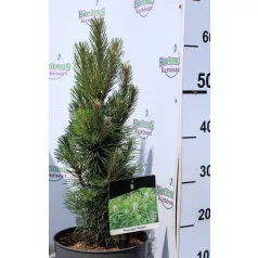 Fekete fenyő Pinus nigra Richard P23