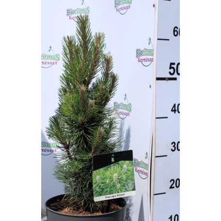 Fekete fenyő Pinus nigra Richard P23