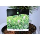 Fekete fenyő Pinus nigra Richard P23