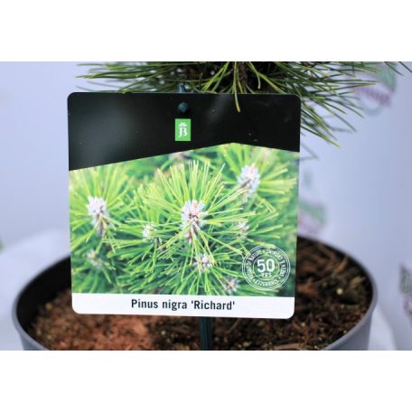 Fekete fenyő Pinus nigra Richard P23