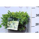 Törpe szerb lucfenyő Picea omorika Nana P23