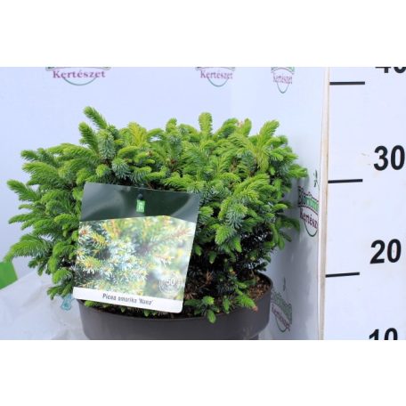 Törpe szerb lucfenyő Picea omorika Nana P23