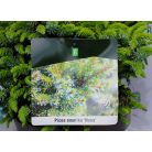 Törpe szerb lucfenyő Picea omorika Nana P23